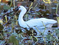 Eurasian Spoonbill