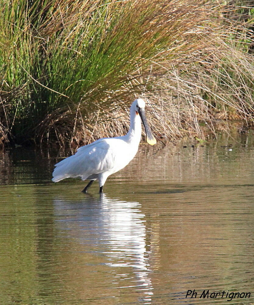 Eurasian Spoonbill, identification