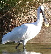 Eurasian Spoonbill