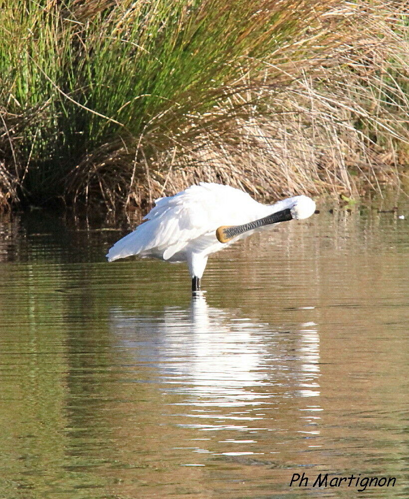 Eurasian Spoonbill, identification