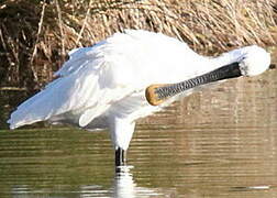 Spatule blanche