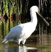 Eurasian Spoonbill