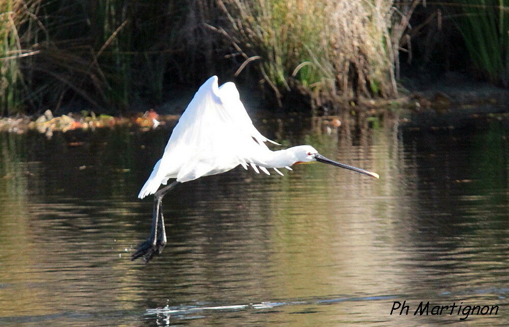 Eurasian Spoonbill, Flight