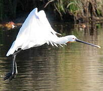 Eurasian Spoonbill