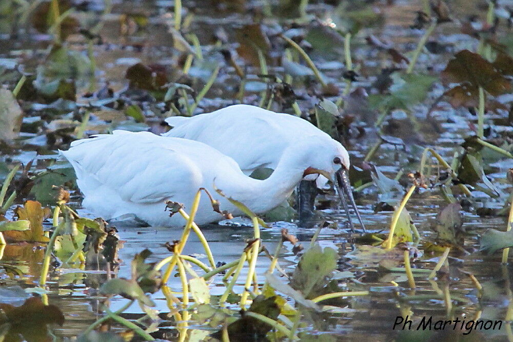 Spatule blanche, identification, mange