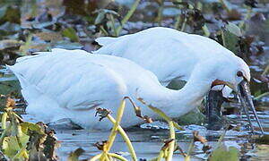 Eurasian Spoonbill