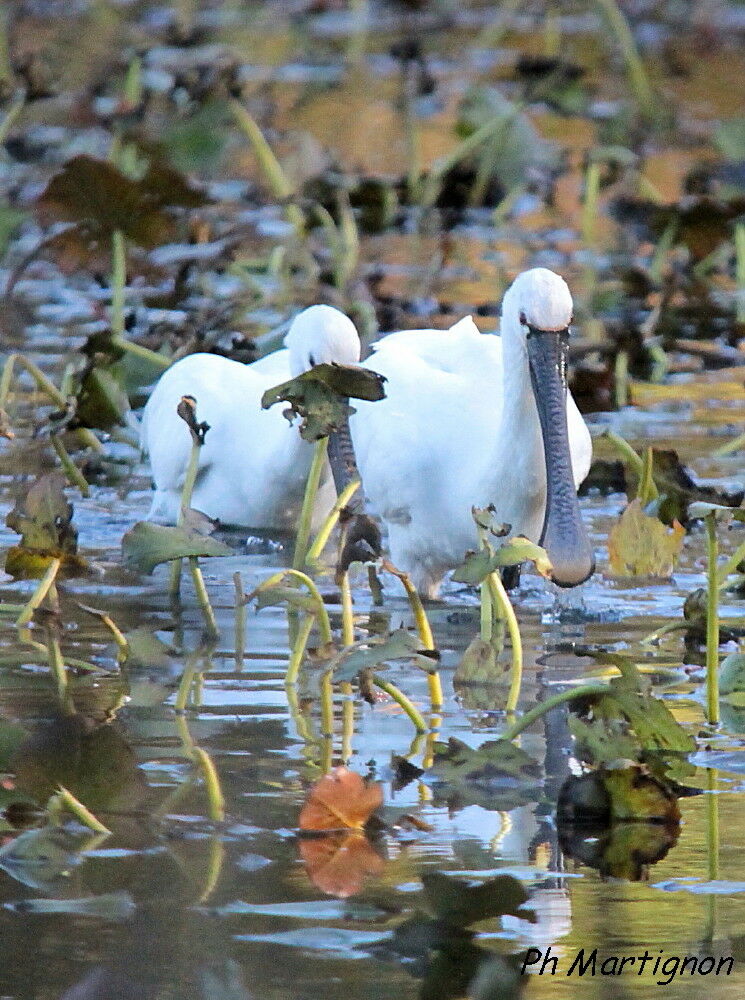 Spatule blanche, identification, mange