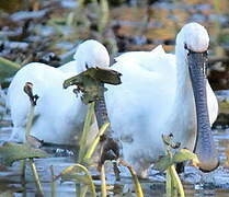 Eurasian Spoonbill