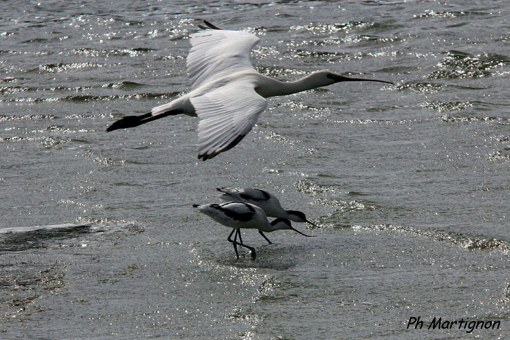 Eurasian Spoonbill, Flight