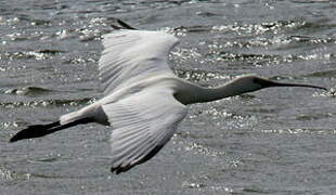 Eurasian Spoonbill