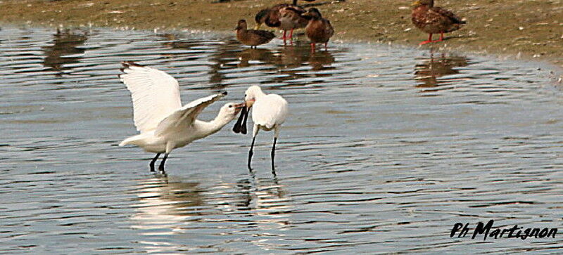 Eurasian Spoonbill