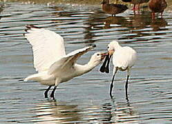 Eurasian Spoonbill