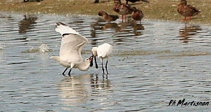 Eurasian Spoonbill