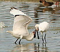 Eurasian Spoonbill