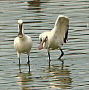 Eurasian Spoonbill