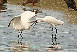 Eurasian Spoonbill