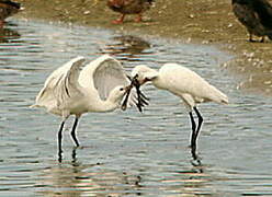 Eurasian Spoonbill