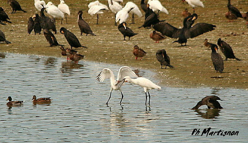 Eurasian Spoonbill