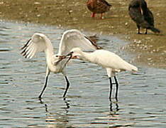 Eurasian Spoonbill