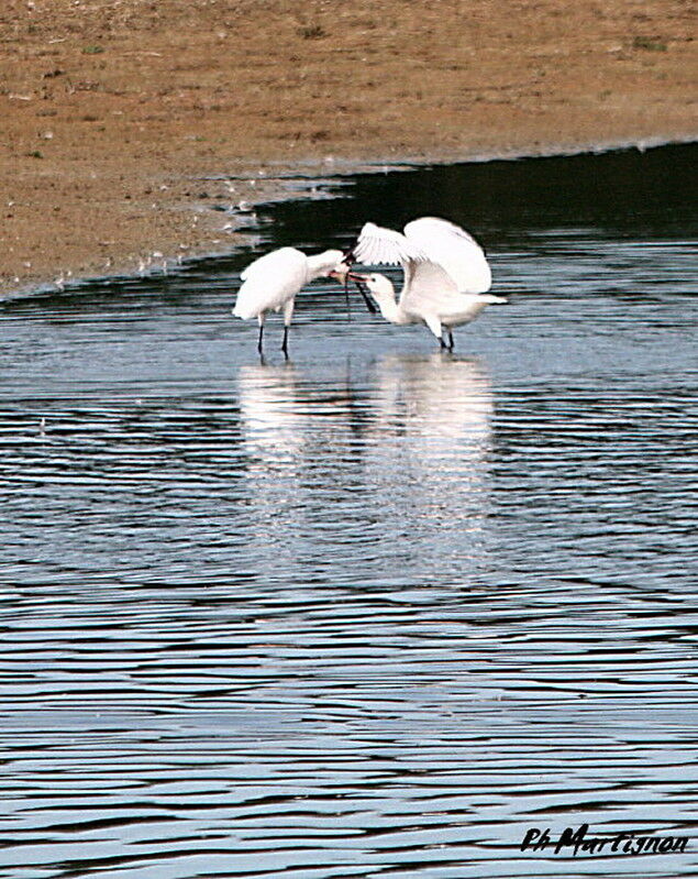 Eurasian Spoonbill