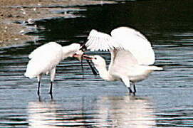 Eurasian Spoonbill