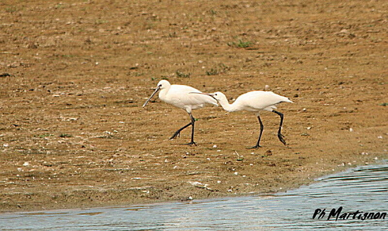 Eurasian Spoonbill