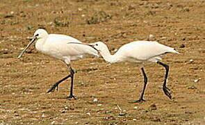 Eurasian Spoonbill