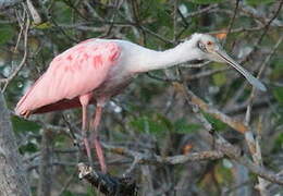 Roseate Spoonbill