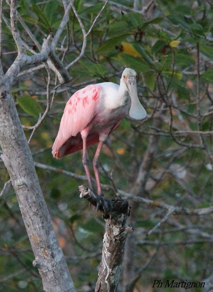 Roseate Spoonbill, identification