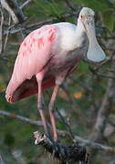 Roseate Spoonbill