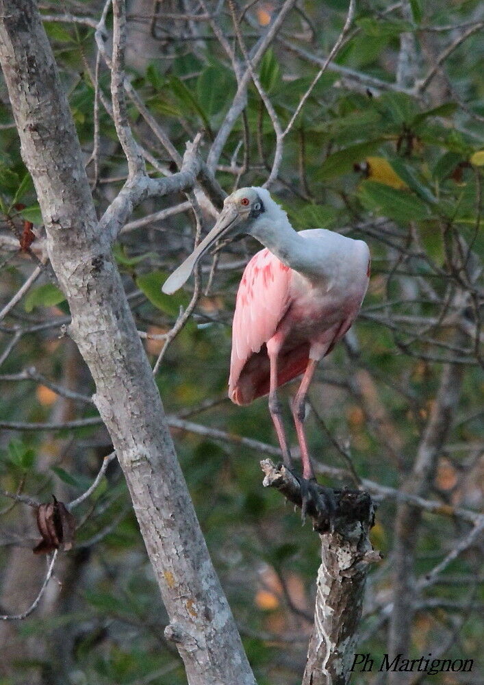 Roseate Spoonbill, identification