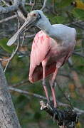 Roseate Spoonbill