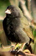 Black-faced Grassquit