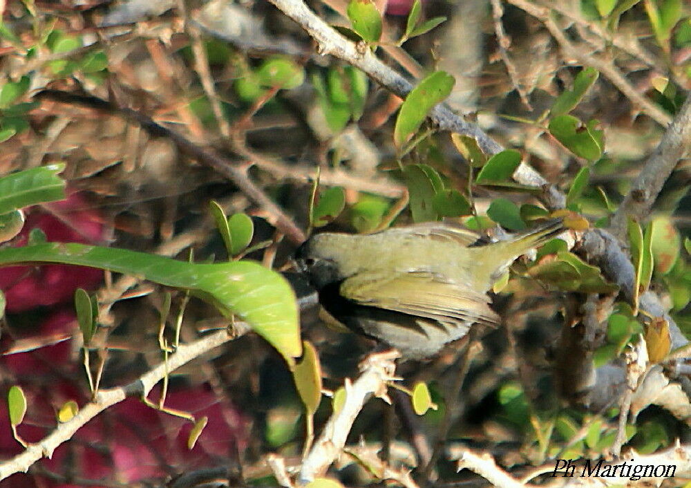 Black-faced Grassquit, identification