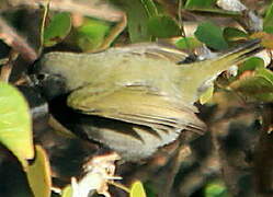 Black-faced Grassquit