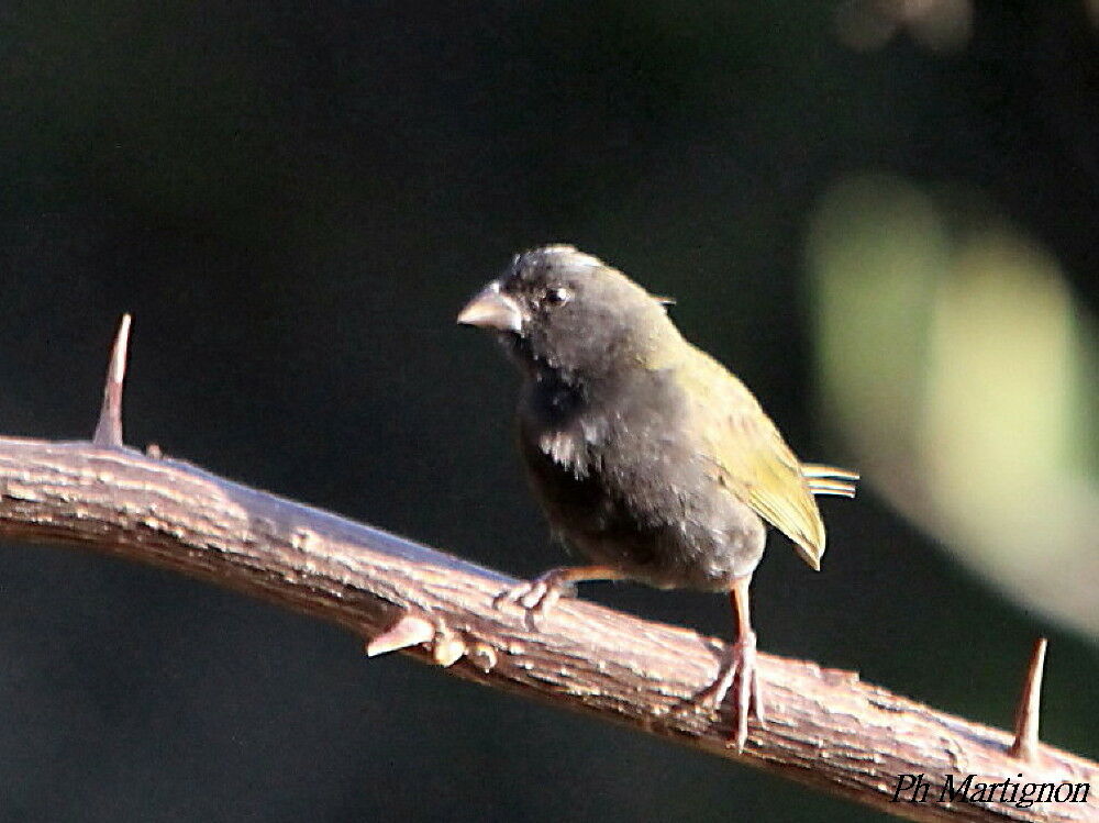 Black-faced Grassquit, identification