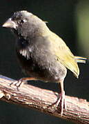 Black-faced Grassquit