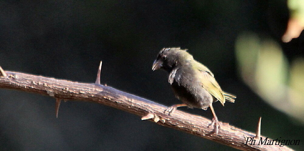 Black-faced Grassquit, identification