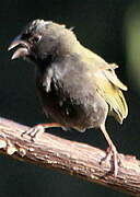 Black-faced Grassquit