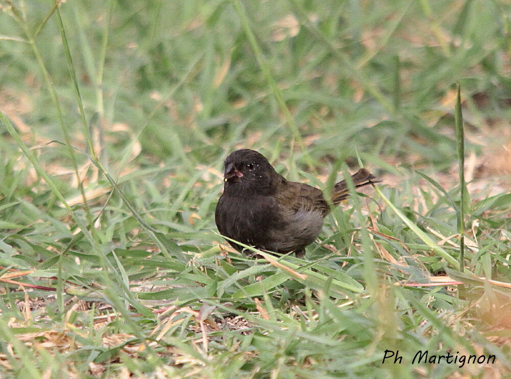 Black-faced Grassquit, identification