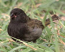 Black-faced Grassquit