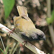 Black-faced Grassquit