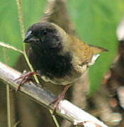 Black-faced Grassquit