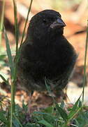 Black-faced Grassquit