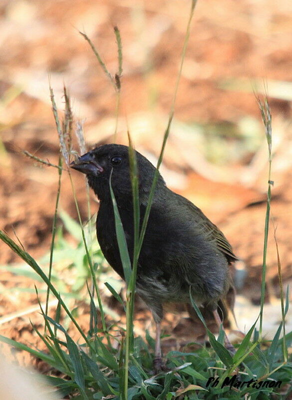 Black-faced Grassquit male
