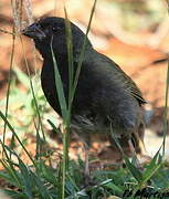 Black-faced Grassquit