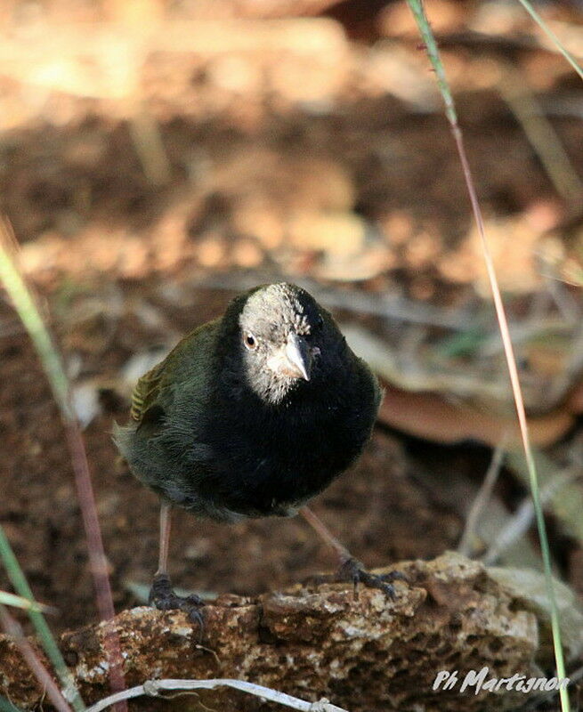 Black-faced Grassquit male