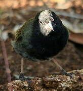 Black-faced Grassquit