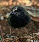 Black-faced Grassquit