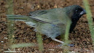 Black-faced Grassquit